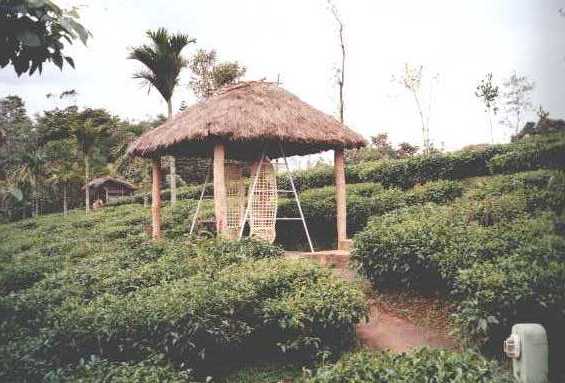 carmelia02.jpg (34029 bytes)