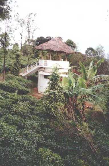 carmelia03.jpg (33317 bytes)