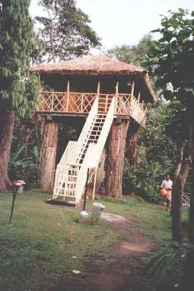 carmelia04.jpg (33517 bytes)