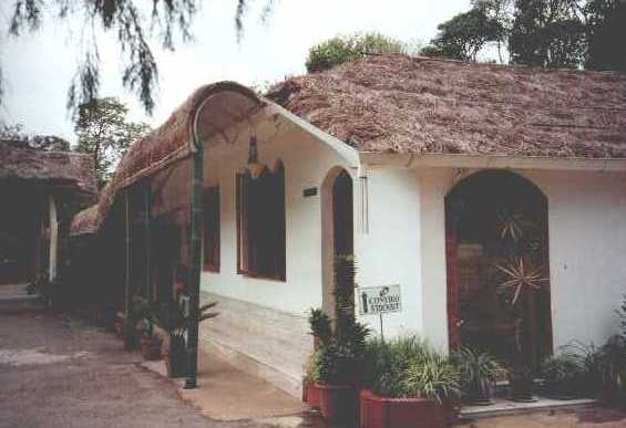 carmelia05.jpg (25048 bytes)