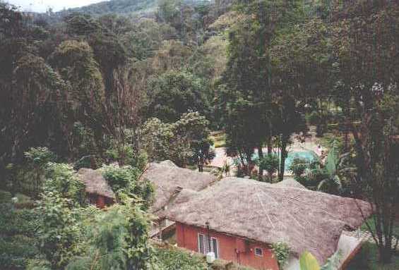 carmelia06.jpg (33771 bytes)