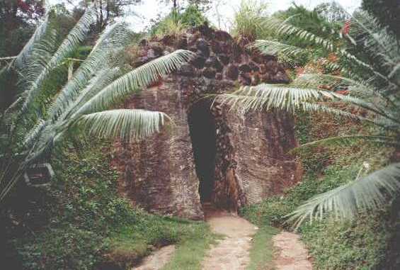 carmelia08.jpg (36571 bytes)