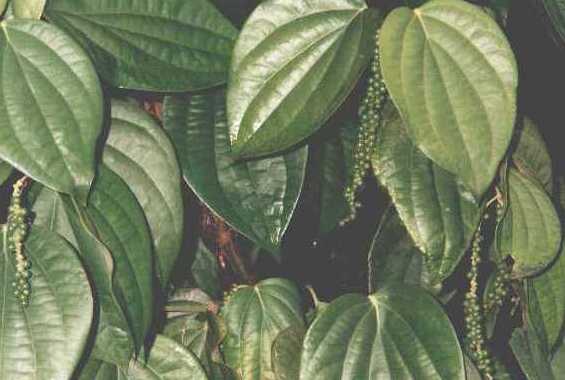 carmelia13.jpg (25181 bytes)