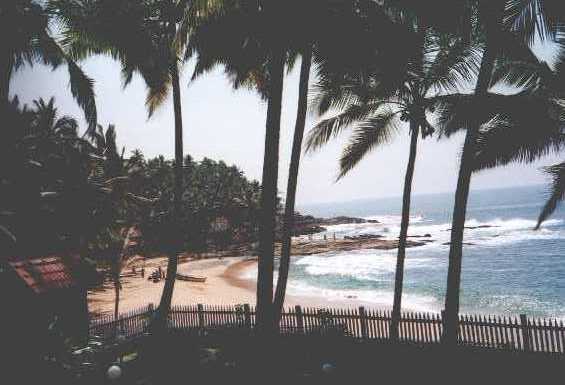 coconut02.jpg (26832 bytes)