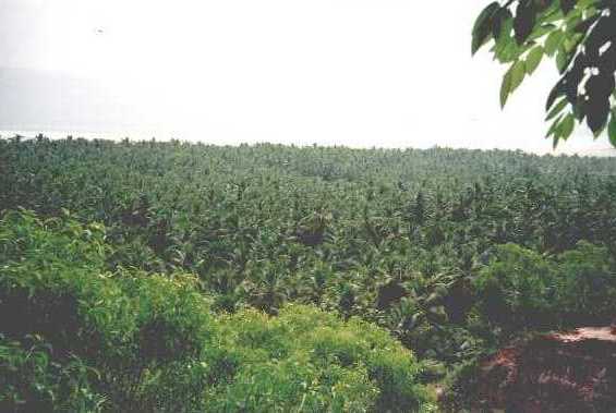 drfrank05.jpg (26949 bytes)