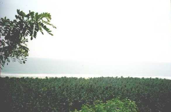 drfrank06.jpg (18987 bytes)