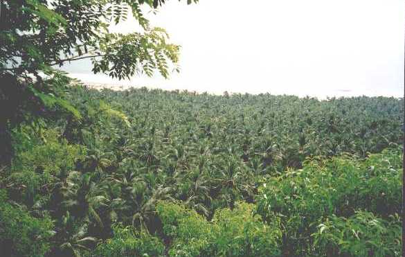 drfrank07.jpg (34672 bytes)