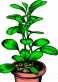 plant01.jpg (2010 bytes)