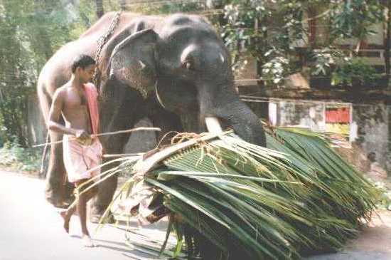 kadapuram04.jpg (30524 bytes)